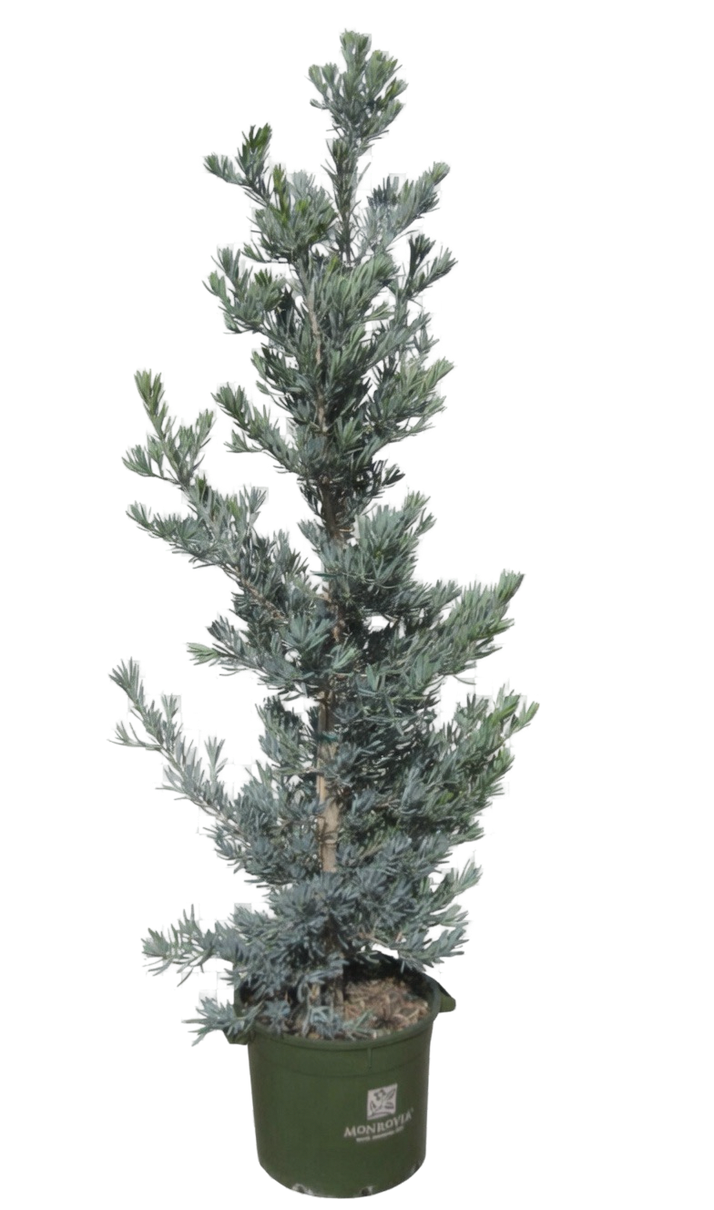 Podocarpus 'Icee Blue' Yellow Wood (15 gallon)