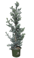 Podocarpus 'Icee Blue' Yellow Wood (15 gallon)