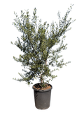 Olive 'Wilsonii' Olea europaea Fruitless (15 Gallon)