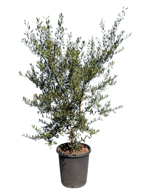 Olive 'Wilsonii' Olea europaea Fruitless (15 Gallon)