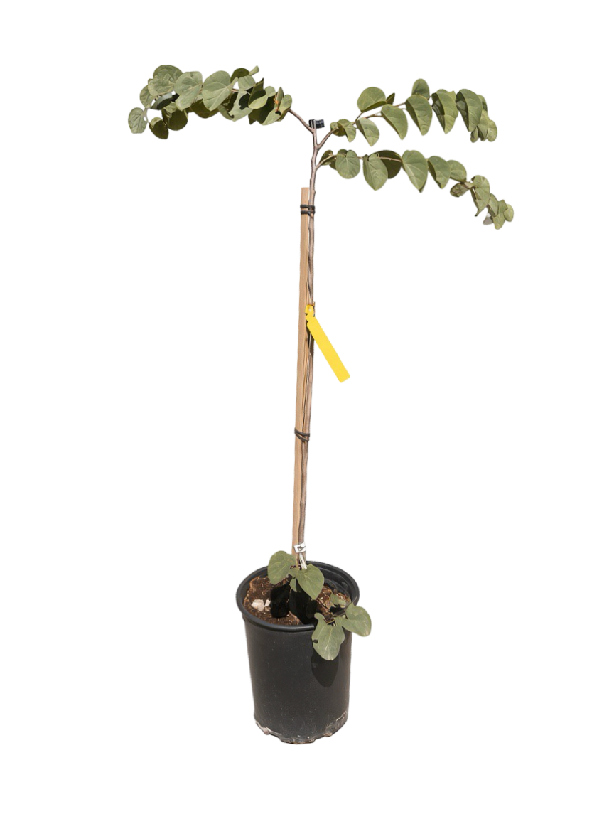 Cercis occidentalis 'Western Redbud' (5 Gallon)
