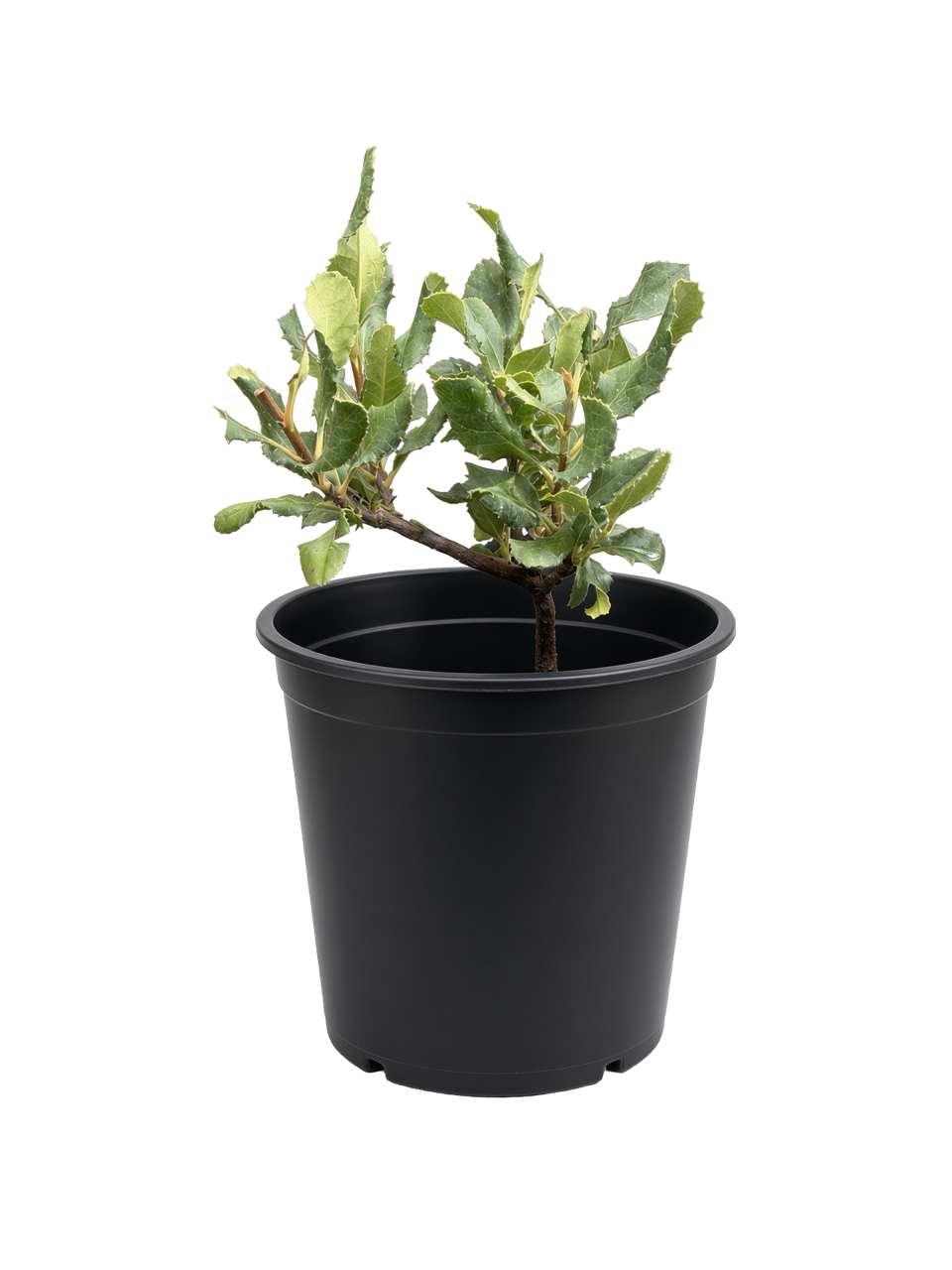 Heteromeles Arbutifolia - Toyon (1 Gallon)