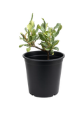 Heteromeles Arbutifolia - Toyon (1 Gallon)