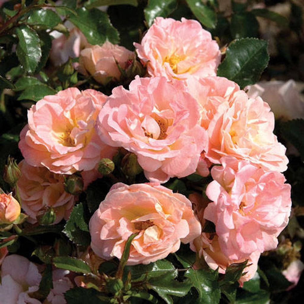 Apricot Drift® Groundcover Rose (2 Gallon)