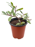 Rhamnus Californica 'Eve Case' (1 Gallon) Coffeeberry