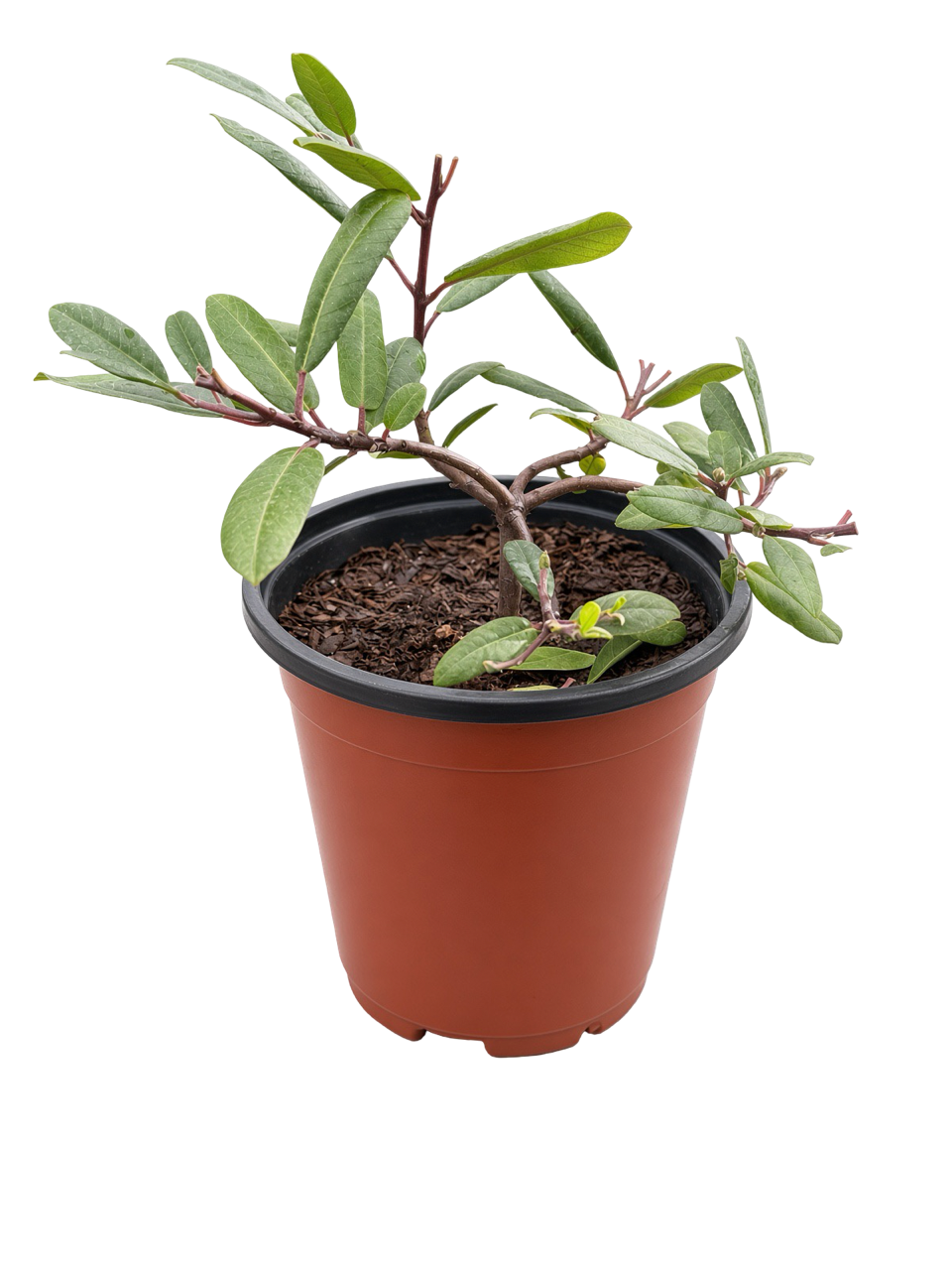 Rhamnus Californica 'Eve Case' (1 Gallon) Coffeeberry
