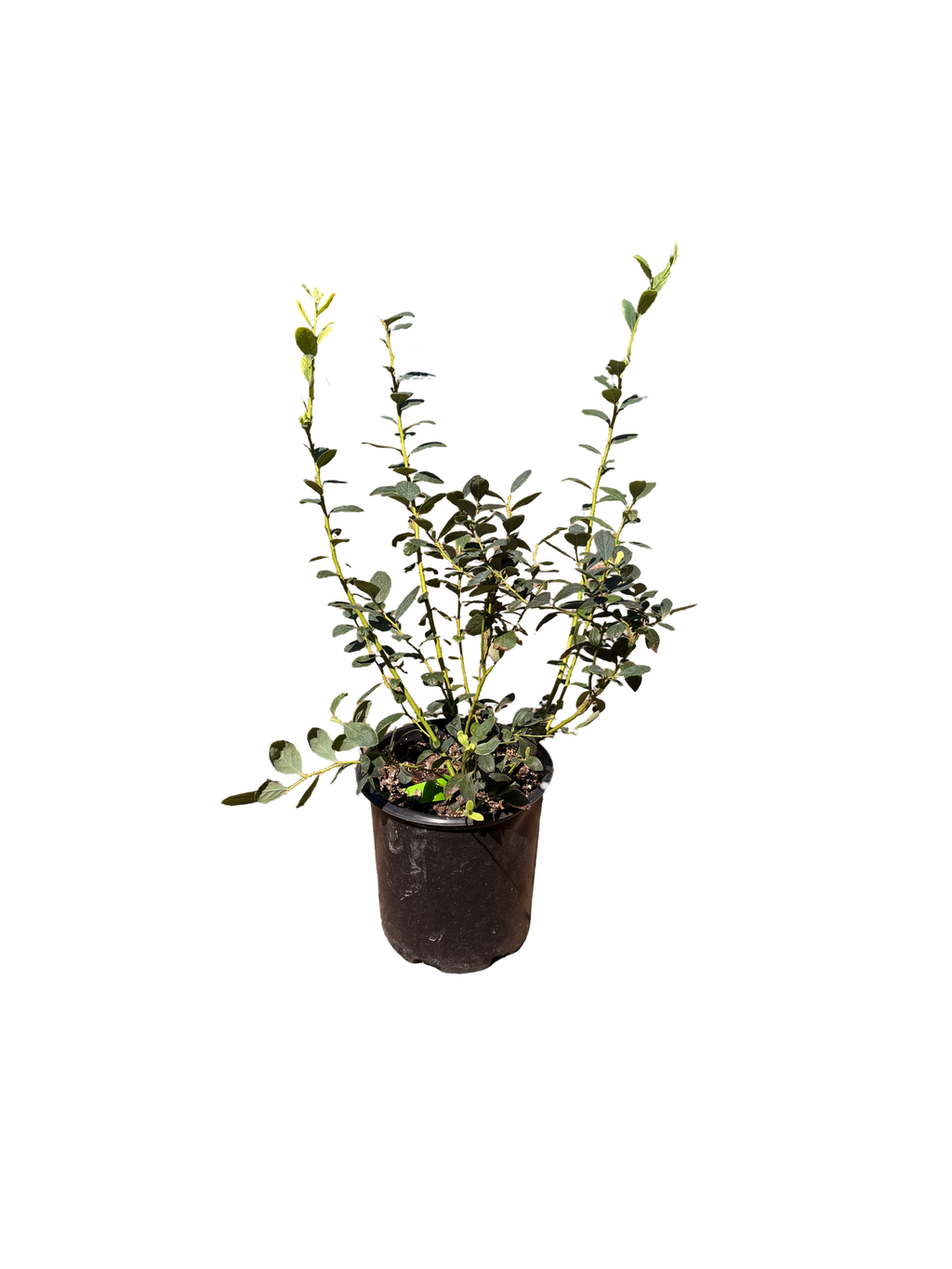 Misty Early Season Blueberry (5 Gallon)