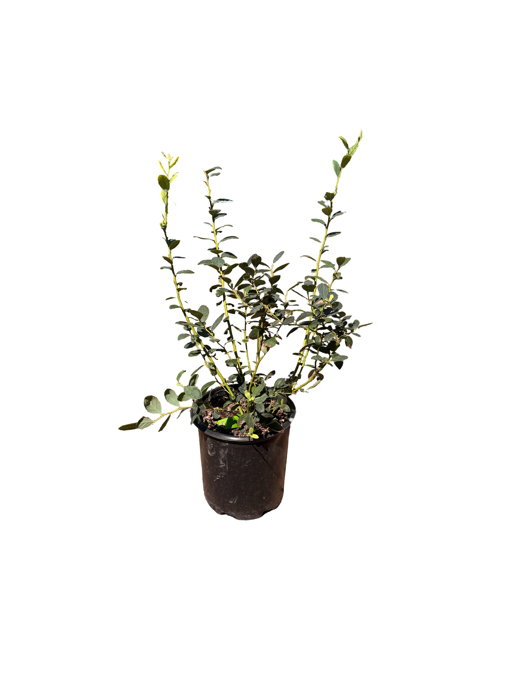 Misty Early Season Blueberry (5 Gallon)