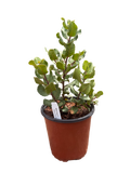 Lemonade Berry Plant (Rhus integrifolia) 1 and 5 Gallon