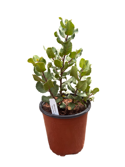 Lemonade Berry Plant (Rhus integrifolia) 1 and 5 Gallon