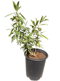 Carpenteria Californica 'Elizabeth' (5 Gallon) Elizabeth Bush Anemone