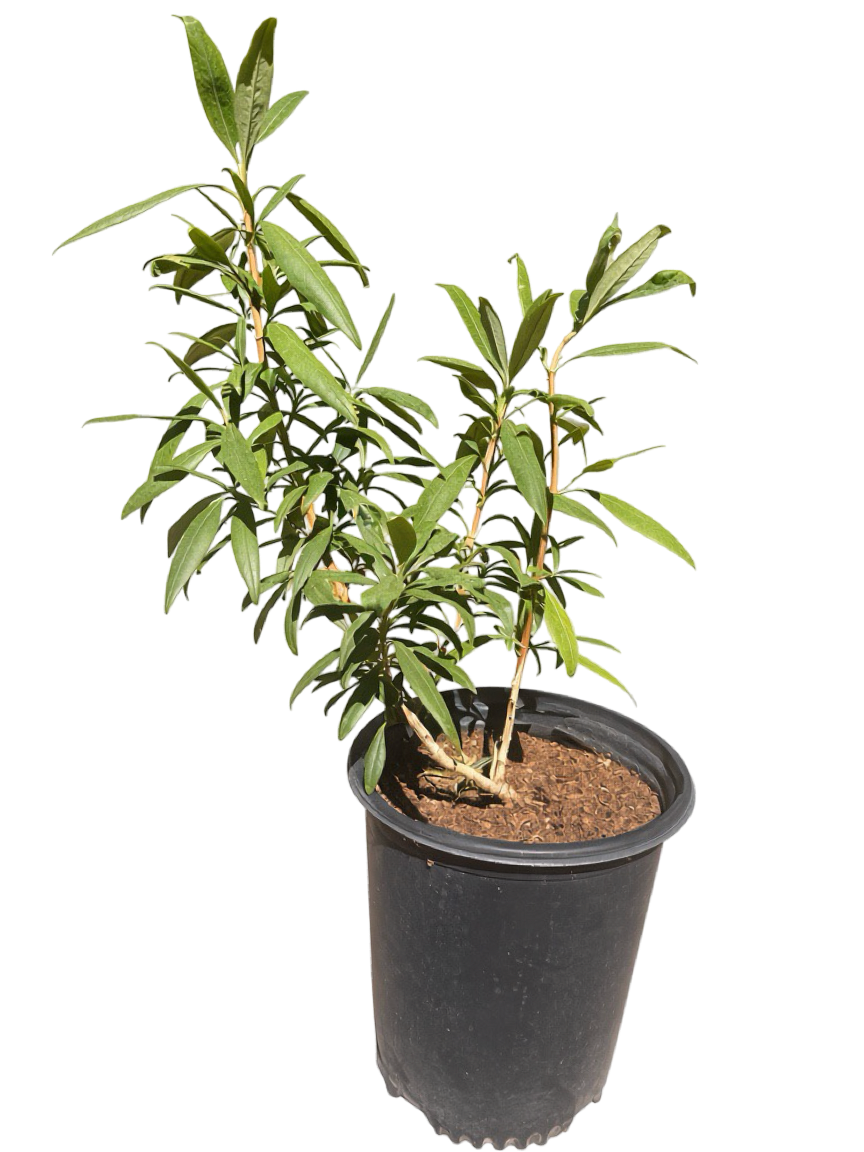 Carpenteria Californica 'Elizabeth' (5 Gallon) Elizabeth Bush Anemone