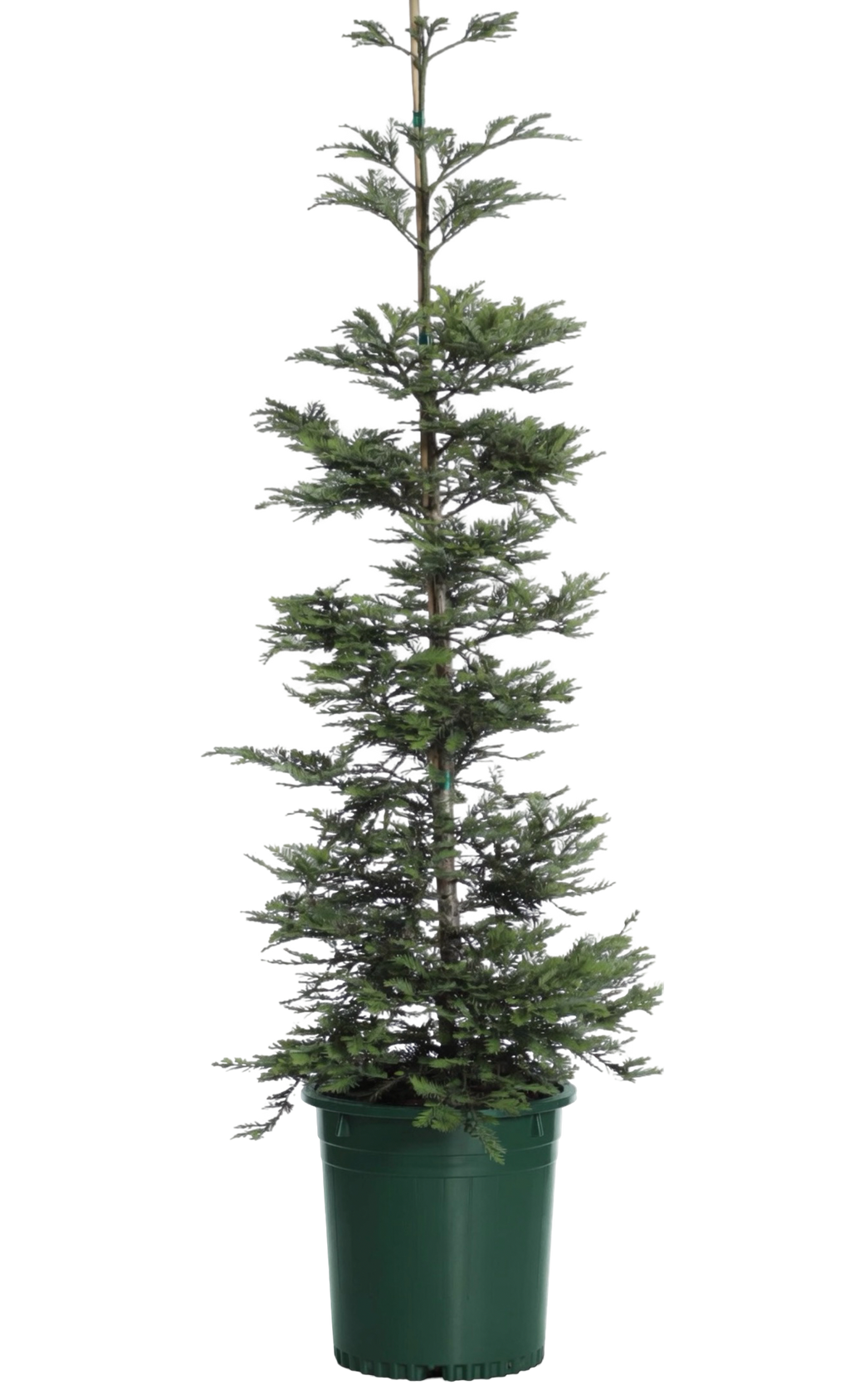 Redwood 'Aptos Blue Coast' (15 Gallon)