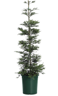 Redwood 'Aptos Blue Coast' (15 Gallon)