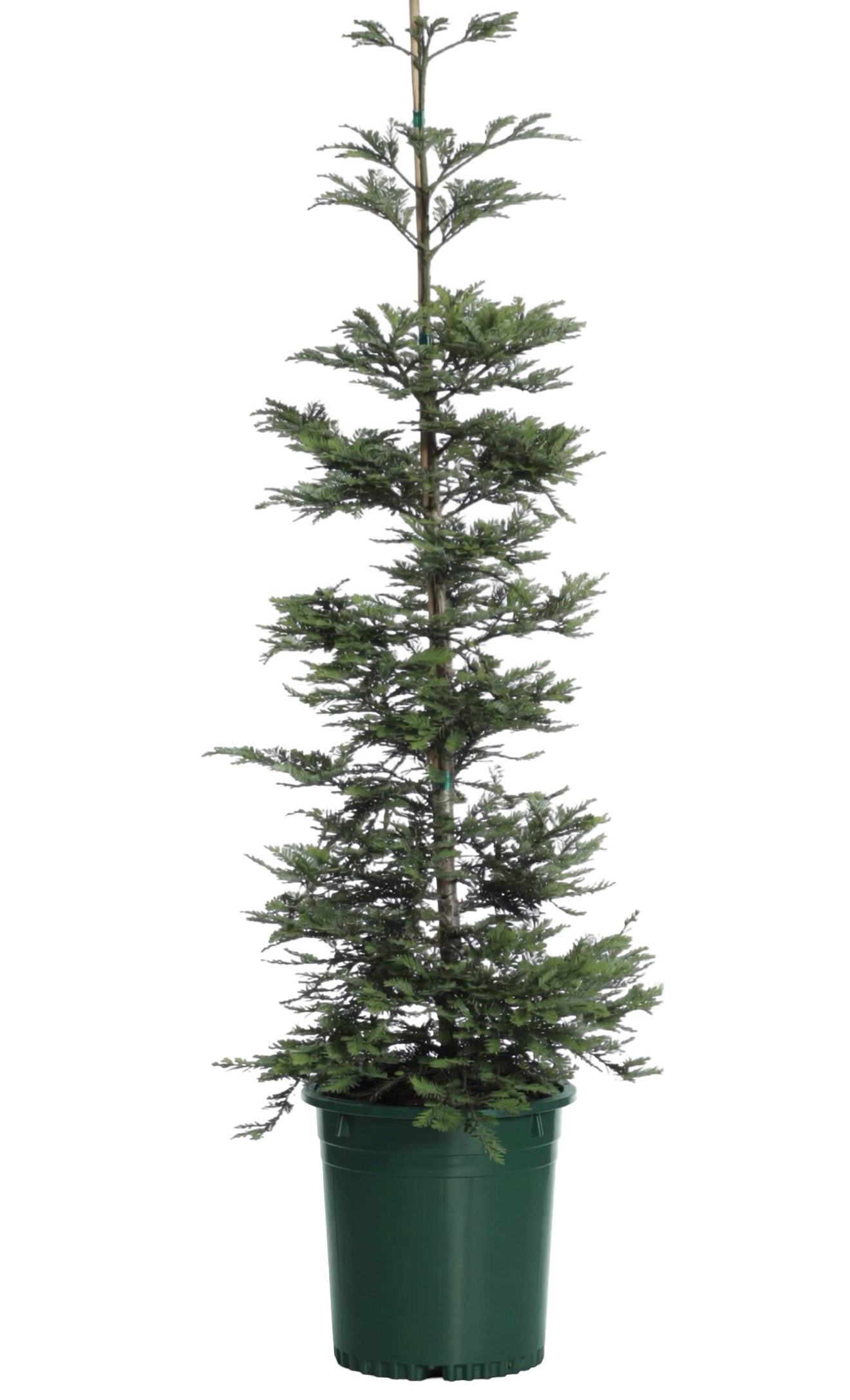 Redwood 'Aptos Blue Coast' (15 Gallon)