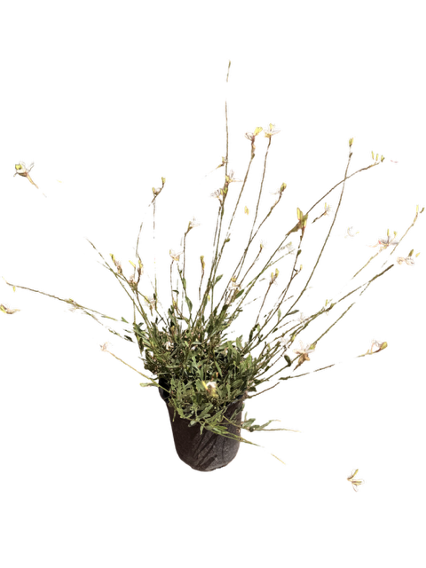 Gaura l. Belleza® ‘White’ (1 Gallon)