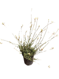 Gaura l. Belleza® ‘White’ (1 Gallon)