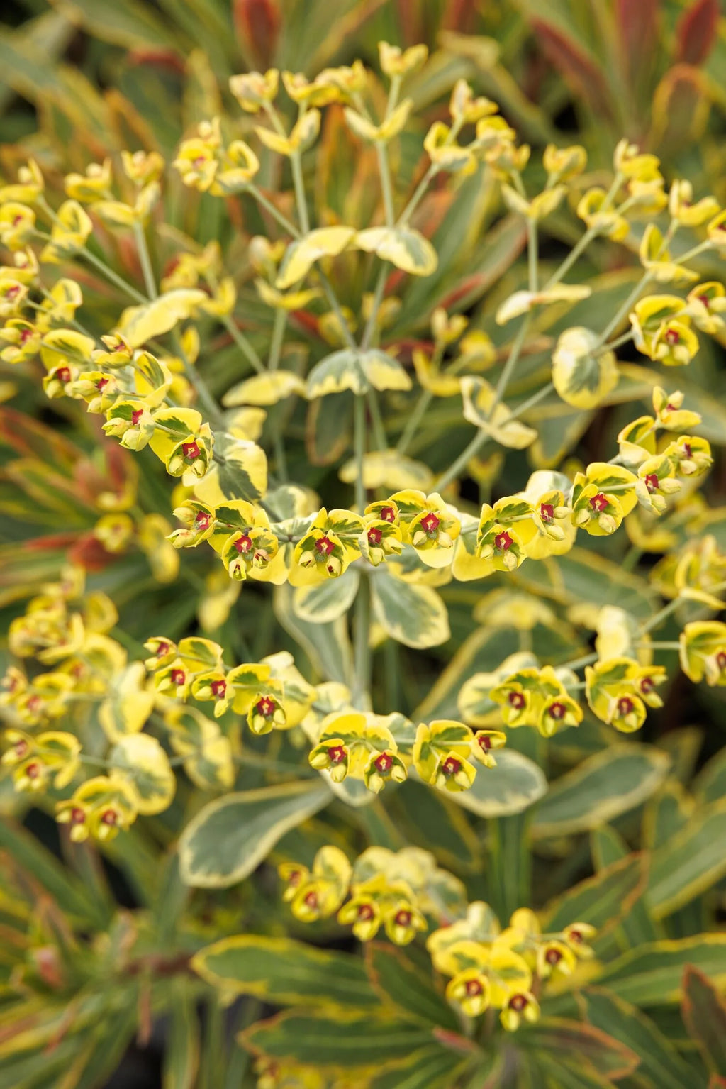 EUPHORBIA x martinii 'Ascot Rainbow'
