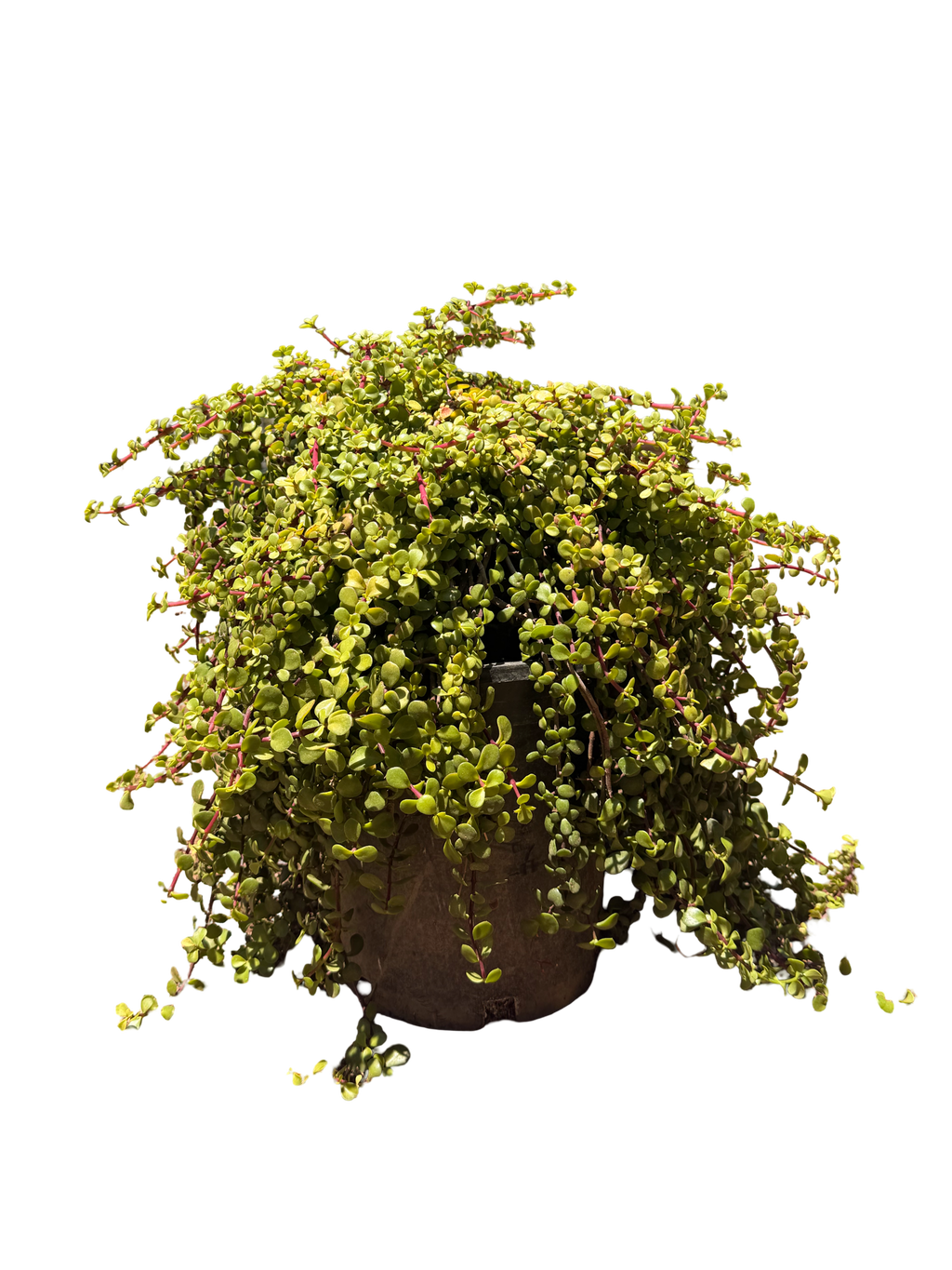Portulacaria Afra 'Minama' (5 Gallon)