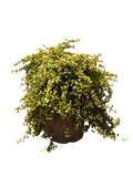 Portulacaria Afra 'Minama' (5 Gallon)