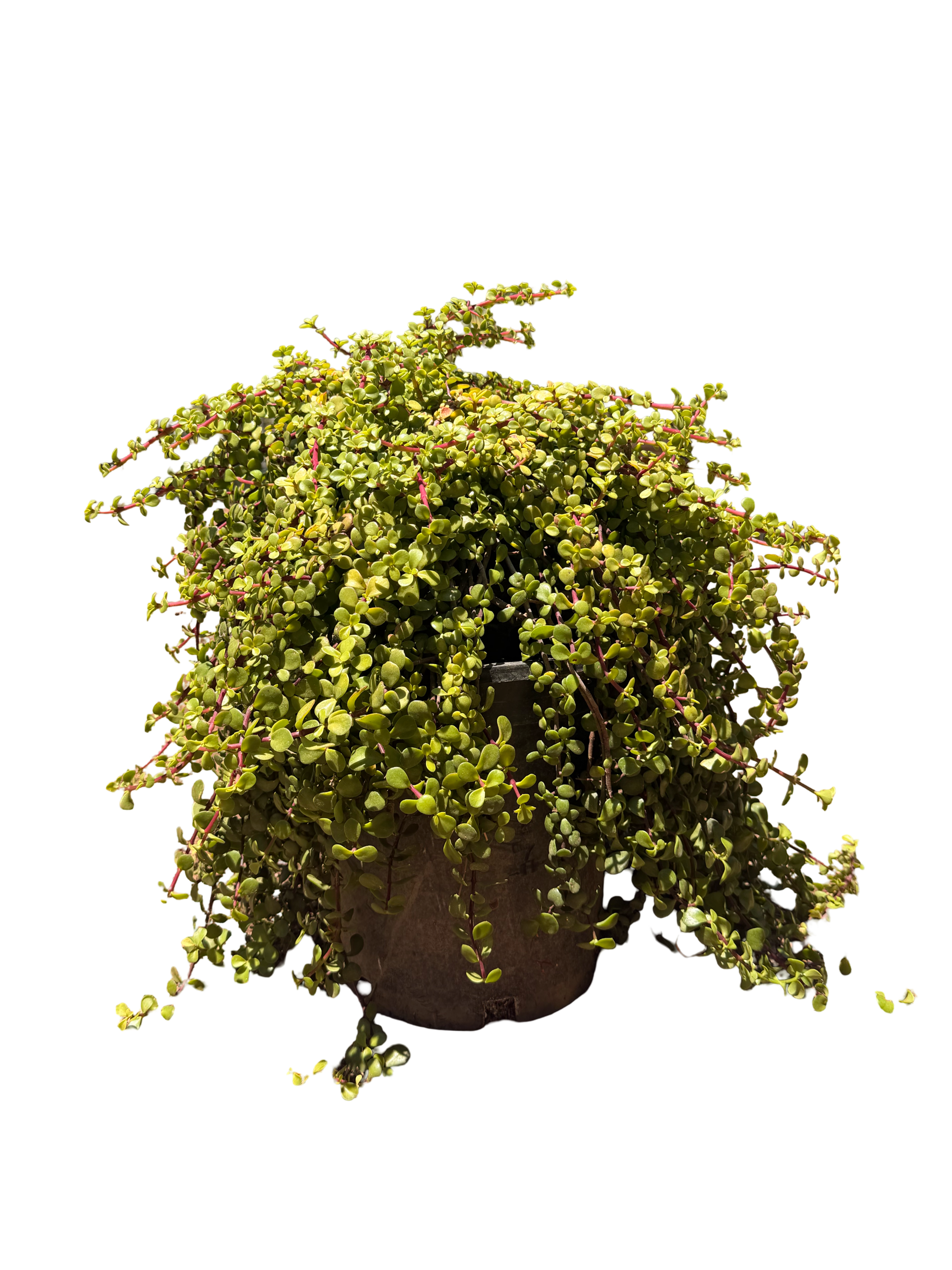 Portulacaria Afra 'Minama' (5 Gallon)