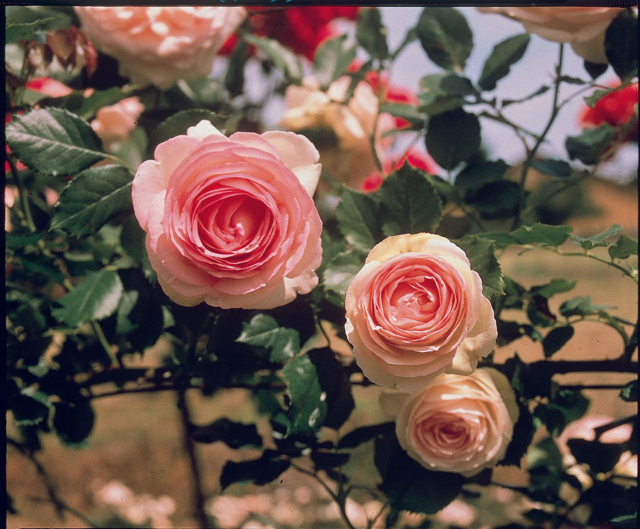 Eden Climbing Rose