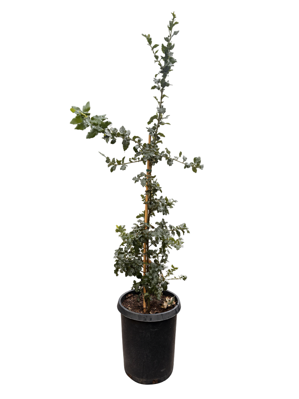 Quercus Tomentella - Island Oak (15 Gallon)