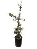 Quercus Tomentella - Island Oak (15 Gallon)
