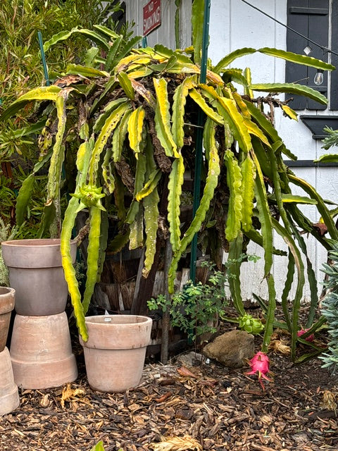 Red Dragon Fruit (7 Gallon) Selenicereus spp.