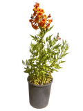 Dwarf Tecoma Kalama Pomegranate