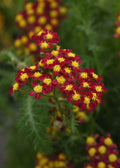 ACHILLEA m. 'Milly Rock' Red (1 Gallon)