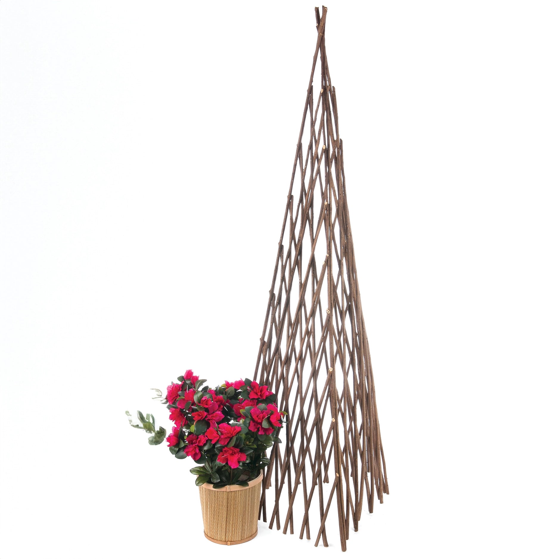 Acacia Expanding Trellis