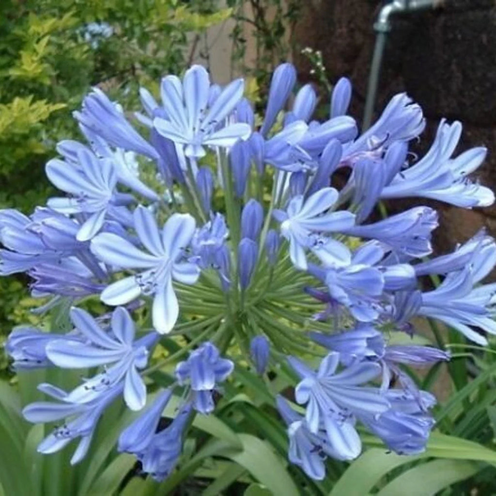 Agapanthus africanus blue (5 Gallon)