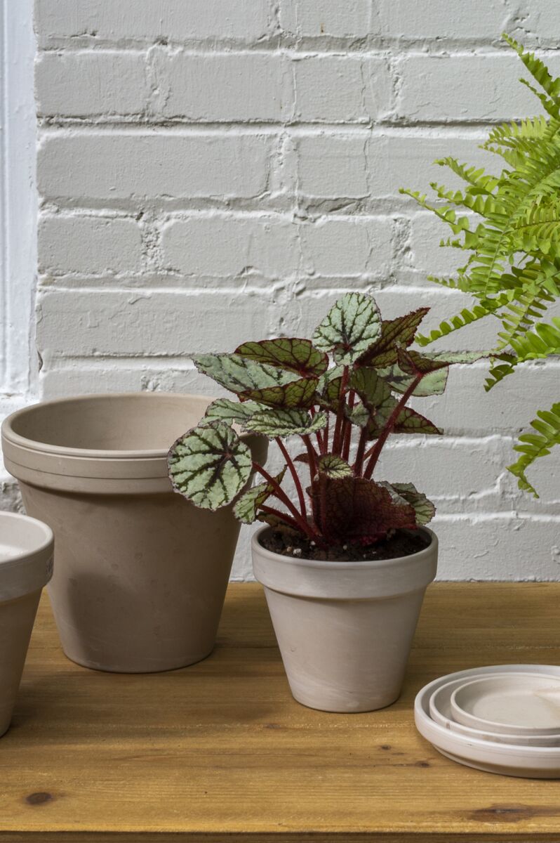 Apollo Pottery in Dark Clay