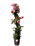 Eden Climbing Rose (5 Gallon)