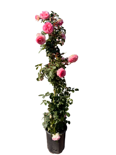Eden Climbing Rose