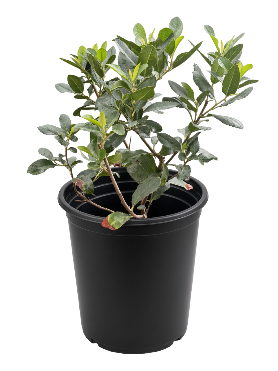 Heteromeles Arbutifolia - Toyon (5 Gallon)