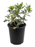 Heteromeles Arbutifolia - Toyon (5 Gallon)