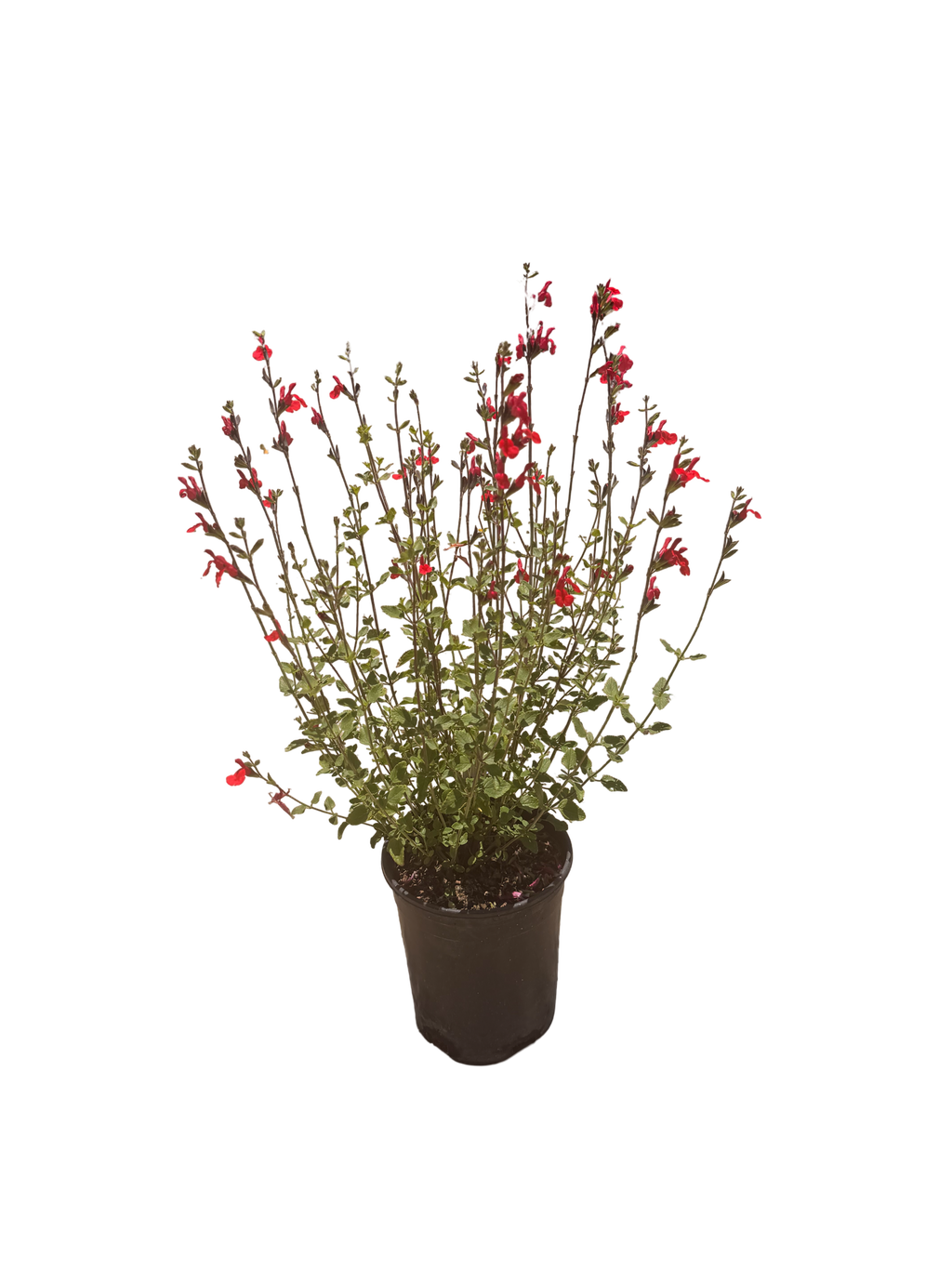 Salvia microphylla 'Hot Lips'(1 Gallon)