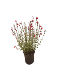 Salvia microphylla 'Hot Lips'(1 Gallon)