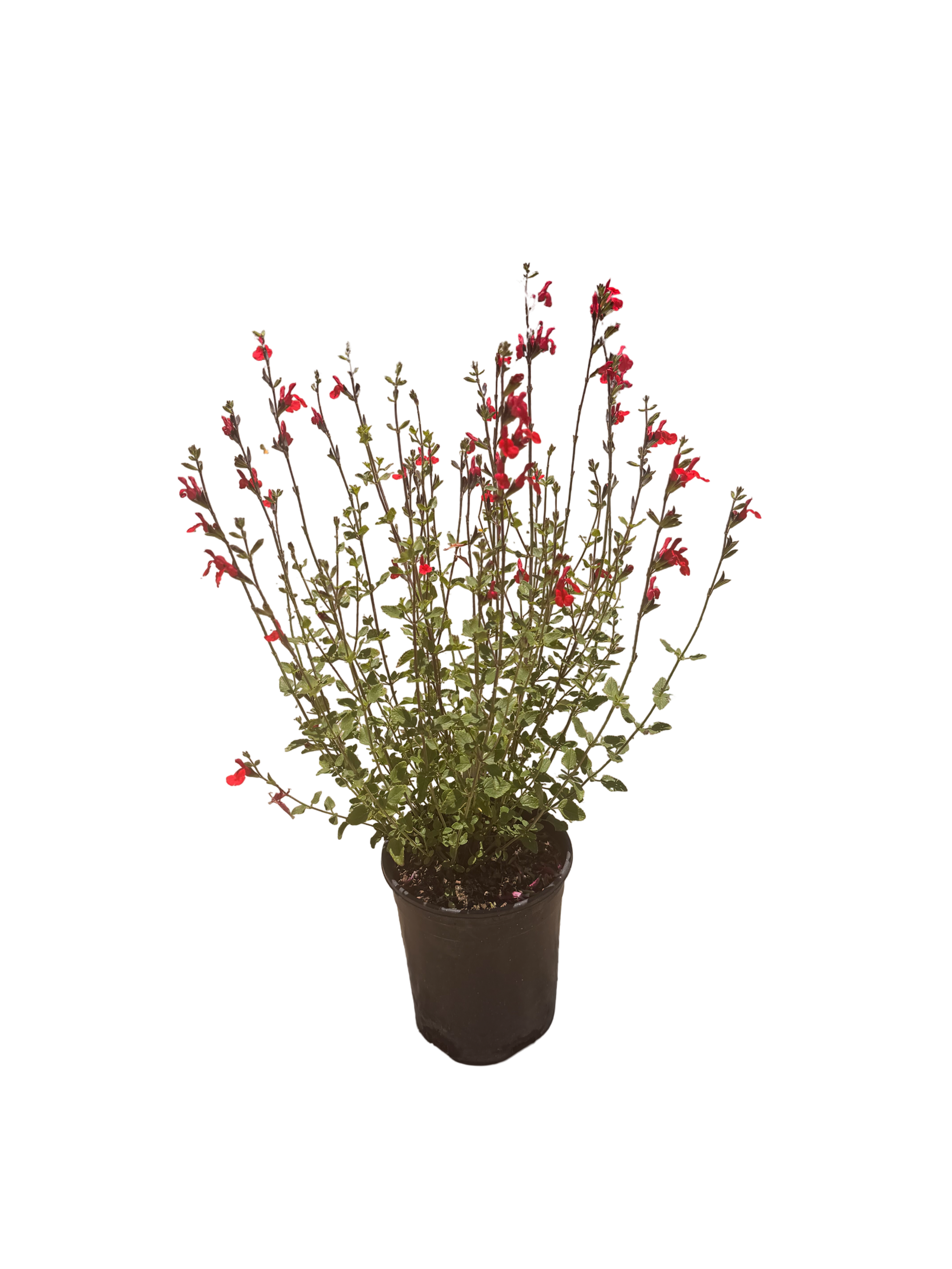 Salvia microphylla 'Hot Lips'(1 Gallon)