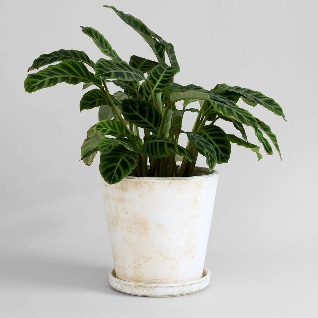 White Patina Basic Planter