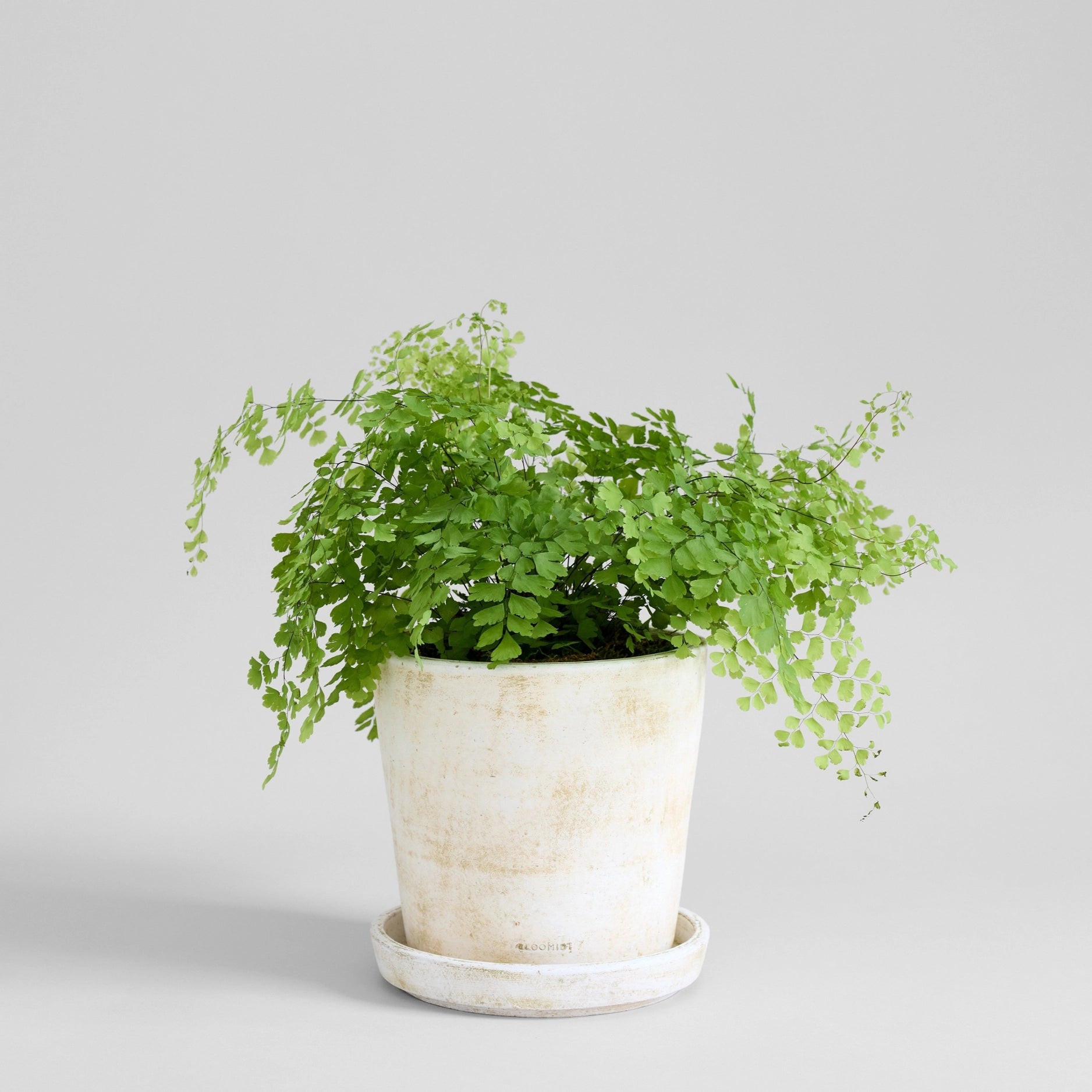 White Patina Basic Planter