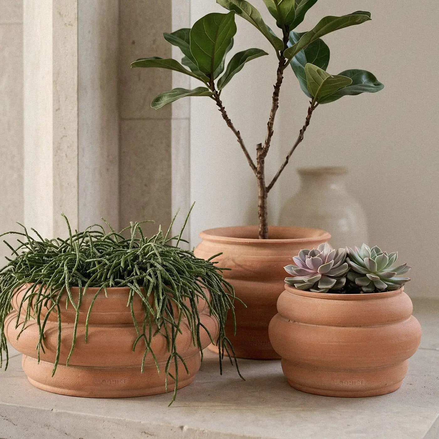 Whitewash Basin Terracotta Pot