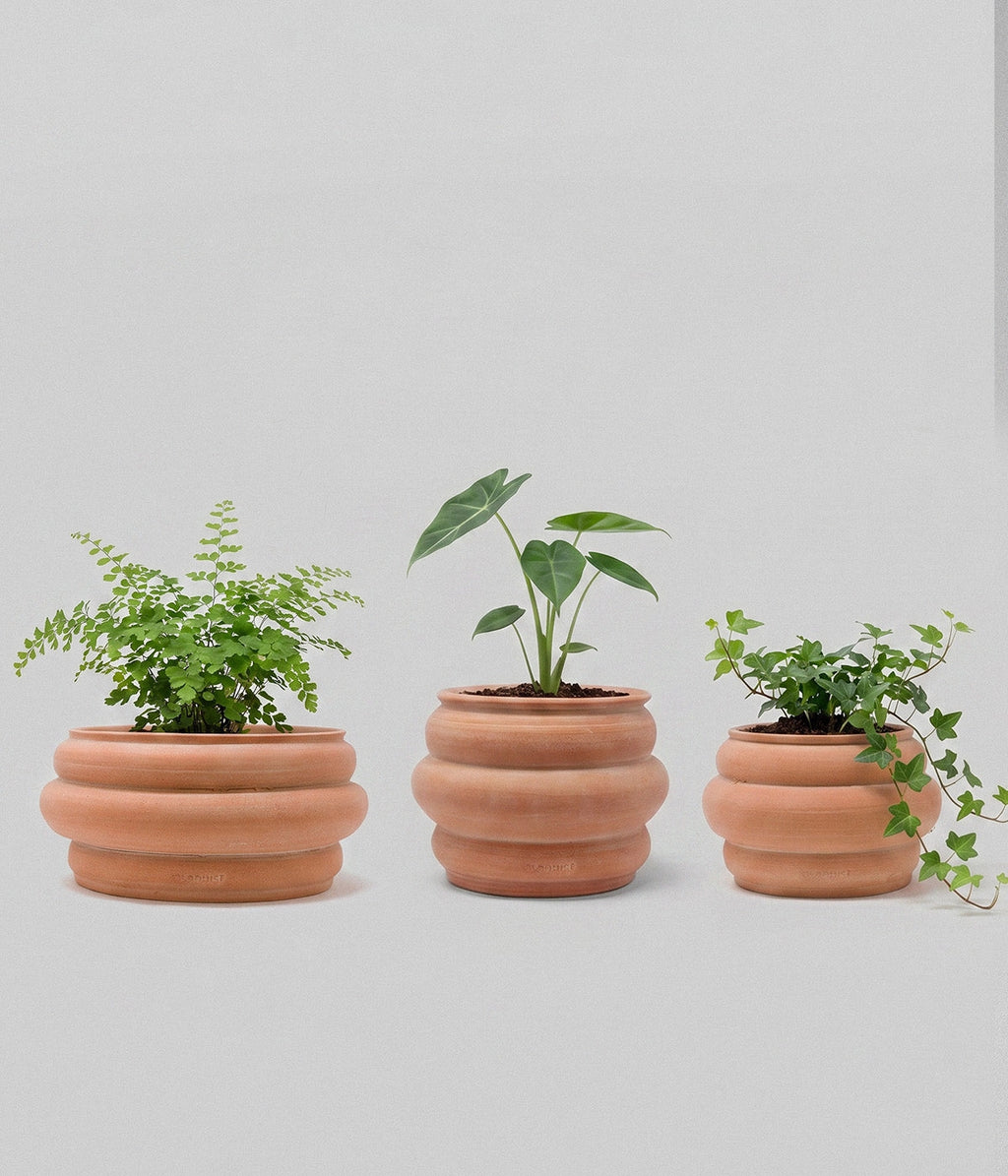 Whitewash Basin Terracotta Pot
