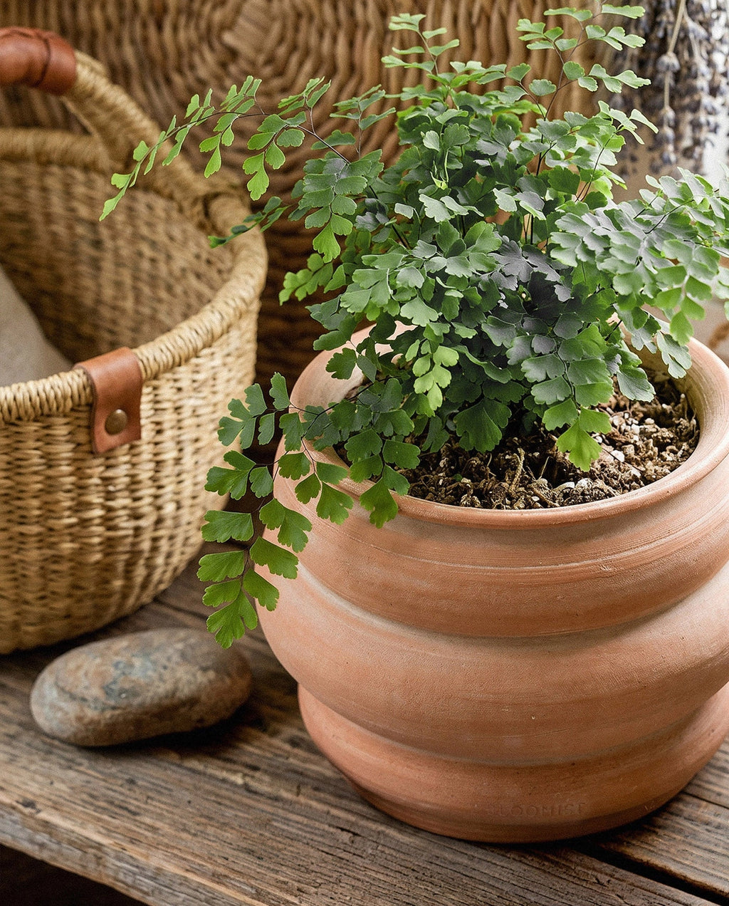Whitewash Basin Terracotta Pot