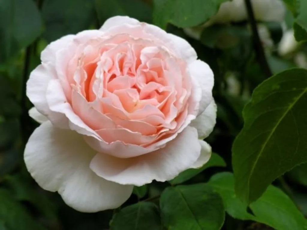 Betty White Rose (5 Gallon)