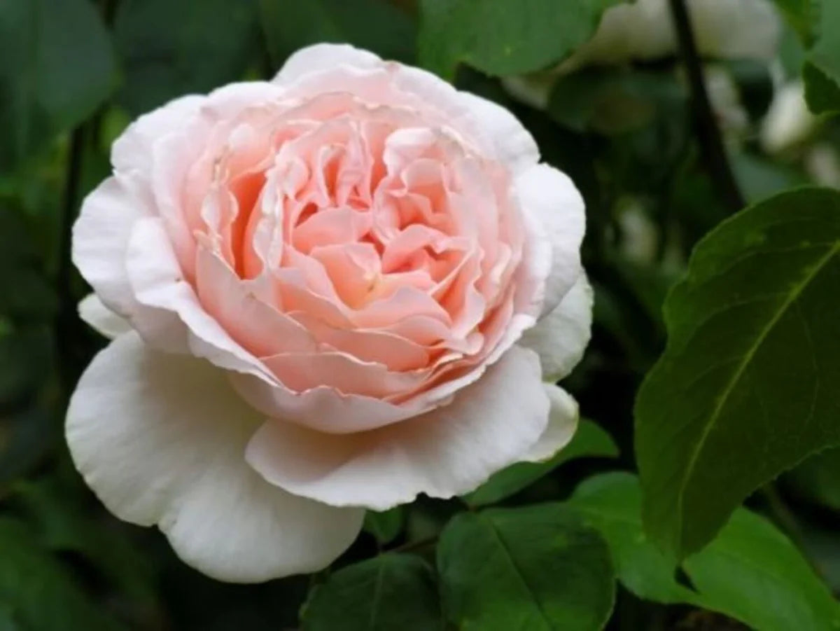 Betty White Rose (5 Gallon)