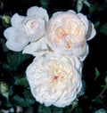Bolero™ Rose Tree 36" (5 Gallon)