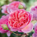 Boscobel® English Rose (2 Gallon)